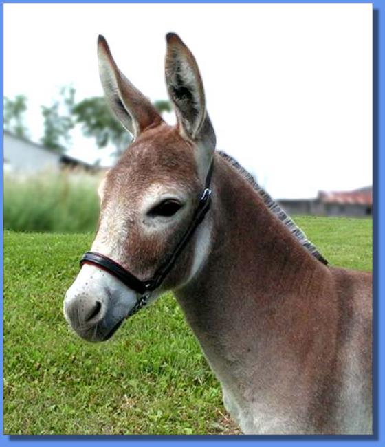 Click photo of miniature donkey for sale to enlarge