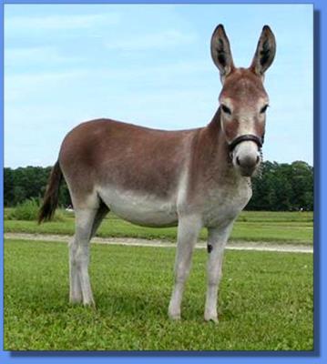 Click photo of miniature donkey for sale to enlarge