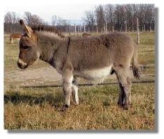 miniature donkey, Alfalfa Sprout,
for sale (11,598 bytes)