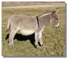 miniature donkey, Andretta, for sale (11,529 bytes)