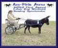 Angus of Ass-Pirin Acres - 1st Pleasure Driving