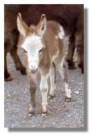 miniature
donkey, Faded Paint, for sale (4703 bytes)