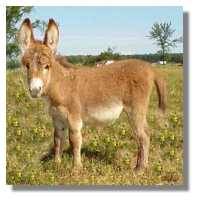 miniature donkey, Maraschino Cherry, for sale
(6697 bytes)