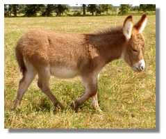 miniature
donkey, Maraschino Cherry, for sale (8503 bytes)