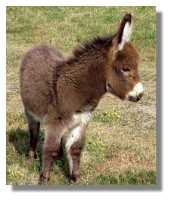 miniature donkey, Handsome Dude,
for sale (5961 bytes)