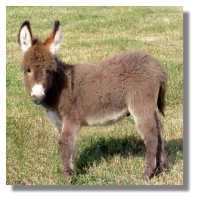 miniature
donkey, Handsome Dude, for sale (6538 bytes)