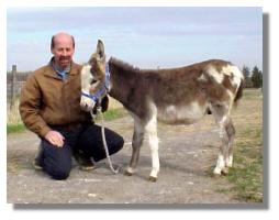 miniature donkey, Faded Paint & proud new owner! (9587 bytes)