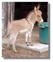 miniature donkey, Fire Dance, for sale (5068
bytes)