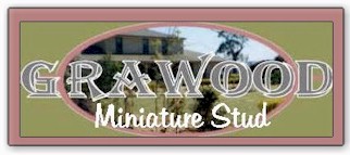 Grawood Miniature Stud Farm