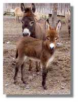 miniature
donkey, Jacinda, for sale (5892 bytes)