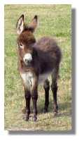 miniature donkey, Jacinda, for sale (4212
bytes)