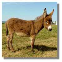 miniature
donkey, Jacinda, for sale (6028 bytes)