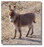 miniature
donkey, Maseau, for sale (10,868 bytes)