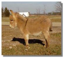 miniature donkey, Maseau, for sale (9058
bytes)