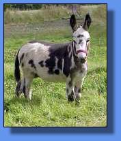 miniature donkey herd sire, Pitch Dark (6818 bytes)