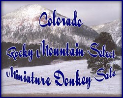 Colorado Rocky Mountain Select Miniature Donkey Sale