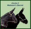 Circle C Motown's Secret - Reserve High Point