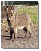 miniature donkey, Little Gray Squerrel, for sale (8995 bytes)