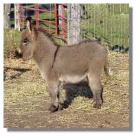 miniature donkey, Little Gray Squerrel, for sale
(11,060 bytes)