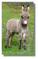 miniature donkey, Antalya, for sale (4778
bytes)