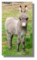 miniature
donkey, Antalya, for sale (4600 bytes)
