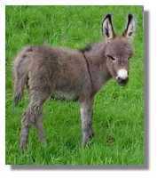 miniature
donkey, Nashawna, for sale (5735 bytes)