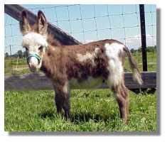 miniature donkey, Tom-A-Hawk, for sale (8253
bytes)