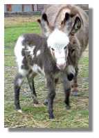 miniature donkey, Tom-A-Hawk, for sale (5272
bytes)