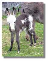 miniature donkey, Tom-A-Hawk, for
sale (5941 bytes)