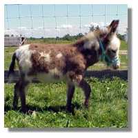 miniature donkey, Tom-A-Hawk, for sale (7046 bytes)